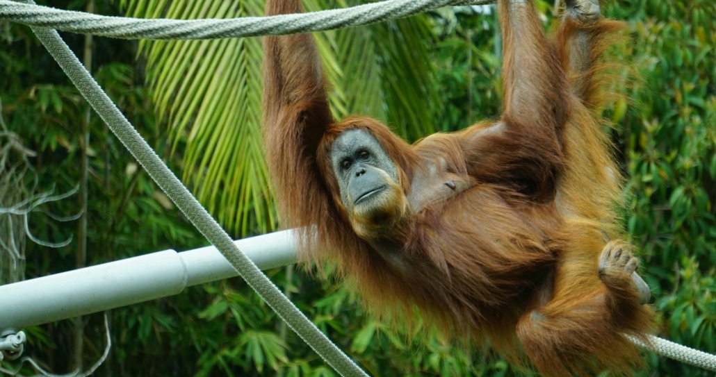 Tıbbi Bitki Kullandığı Görülen İlk Vahşi Hayvan: Orangutan