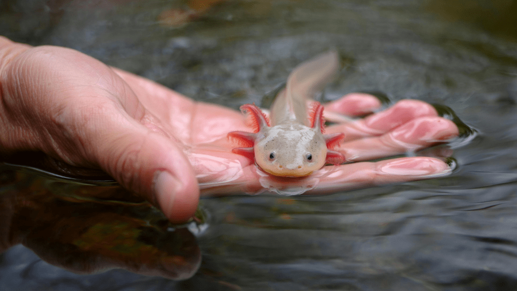 Aksolotl (Ambystoma mexicanum)